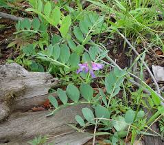 Attēlu rezultāti vaicājumam “Lathyrus japonicus subsp. maritimus flower”