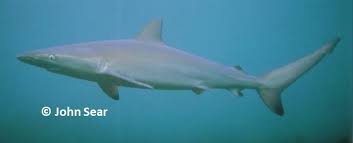 Image result for Carcharhinus obscurus