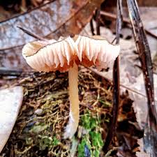 Attēlu rezultāti vaicājumam “Sphagnum wulfianum”