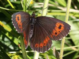 Attēlu rezultāti vaicājumam “Erebia ligea underside”
