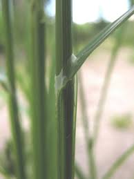 Attēlu rezultāti vaicājumam “Claustria didermoides stalked”