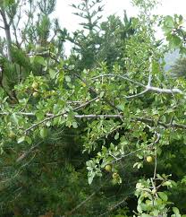 Attēlu rezultāti vaicājumam “Prunus cerasifera var. divaricata”