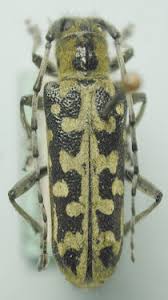 Attēlu rezultāti vaicājumam “Saperda scalaris”