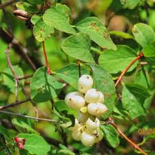 Attēlu rezultāti vaicājumam “Symphoricarpos albus fruit”