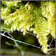 Attēlu rezultāti vaicājumam “Ctenidium molluscum”