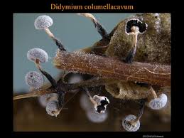 Attēlu rezultāti vaicājumam “Badhamia melanospora macro”