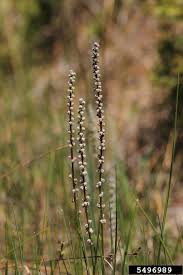 Attēlu rezultāti vaicājumam “Triglochin maritimum flower”