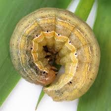 Attēlu rezultāti vaicājumam “Mythimna sp.”