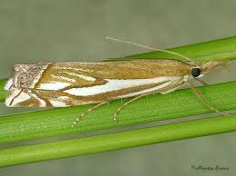 Attēlu rezultāti vaicājumam “Crambus hamella”