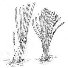 Attēlu rezultāti vaicājumam “Arcyria minuta stalked”