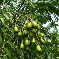 Attēlu rezultāti vaicājumam “Juncus capitatus fruit”