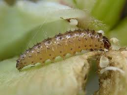 Attēlu rezultāti vaicājumam “Epermenia falciformis”