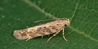 Attēlu rezultāti vaicājumam “Gelechia rhombella”