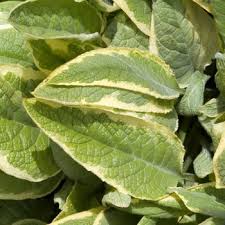 Attēlu rezultāti vaicājumam “Symphytum asperum”