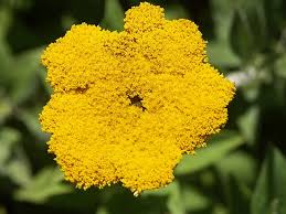Image result for Helichrysum subulifolium