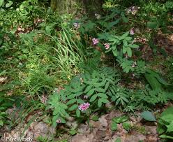 Attēlu rezultāti vaicājumam “Lathyrus niger”