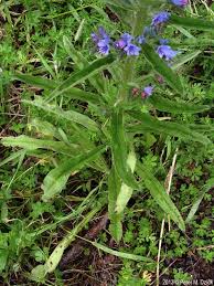 Attēlu rezultāti vaicājumam “Echium vulgare bud”