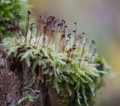 Attēlu rezultāti vaicājumam “Brachythecium salebrosum sporophyte”