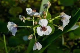 Attēlu rezultāti vaicājumam “Sagittaria sagittifolia flower”