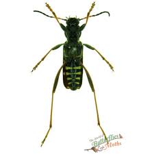 Attēlu rezultāti vaicājumam “Clytus arietis”