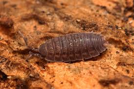 Attēlu rezultāti vaicājumam “Pogonatum nanum macro”