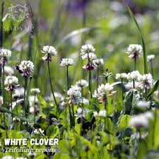 Attēlu rezultāti vaicājumam “Trifolium repens flower”