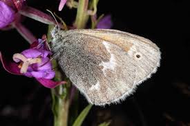 Attēlu rezultāti vaicājumam “Coenonympha tullia”