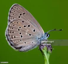 Attēlu rezultāti vaicājumam “Maculinea alcon eggs”