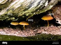 Attēlu rezultāti vaicājumam “Pluteus leoninus”