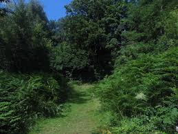 Attēlu rezultāti vaicājumam “Thecla betulae underside”