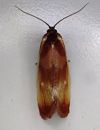 Attēlu rezultāti vaicājumam “Eulia ministrana”