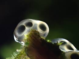 Attēlu rezultāti vaicājumam “Colloderma robustum”