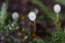 Attēlu rezultāti vaicājumam “Physarum penetrale macro”