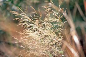 Attēlu rezultāti vaicājumam “Molinia caerulea leaf”