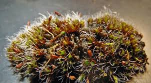 Attēlu rezultāti vaicājumam “Grimmia pulvinata sporophyte”