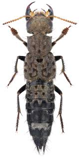 Attēlu rezultāti vaicājumam “Ontholestes murinus”