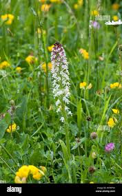 Attēlu rezultāti vaicājumam “Orchis ustulata flower”
