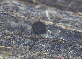 Attēlu rezultāti vaicājumam “Metatrichia floriformis stalked”