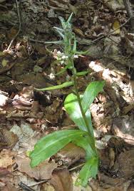 Attēlu rezultāti vaicājumam “Coeloglossum viride”
