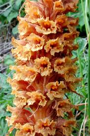 Attēlu rezultāti vaicājumam “Orobanche elatior”