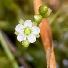 Attēlu rezultāti vaicājumam “Drosera rotundifolia flower”
