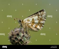 Attēlu rezultāti vaicājumam “Pyrgus alveus”