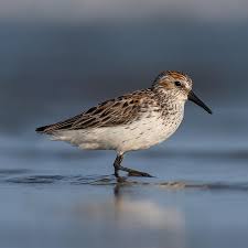 Attēlu rezultāti vaicājumam “Calidris”