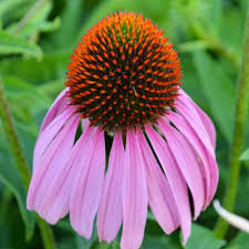 Attēlu rezultāti vaicājumam “Echinacea purpurea flower”