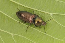 Attēlu rezultāti vaicājumam “Selatosomus aeneus”