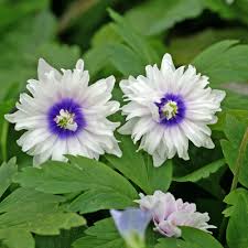 Attēlu rezultāti vaicājumam “Anemone nemorosa flower”