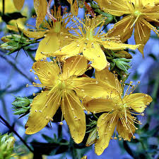 Image result for Hypericum perforatum