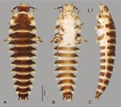 Attēlu rezultāti vaicājumam “Leiodidae larva”