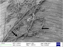 Attēlu rezultāti vaicājumam “Lycogala asperum”
