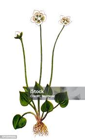 Attēlu rezultāti vaicājumam “Parnassia palustris leaf”